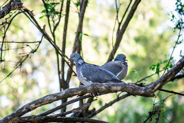 Wood pigeons, mating ritual of pairs of birds. A pair of gray doves on the branches of a tree