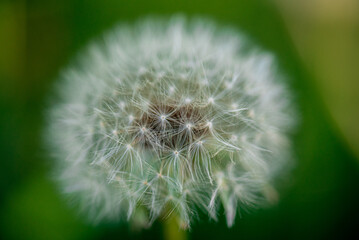 White dandelion against the background of blury green foliage close up