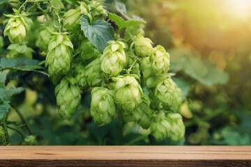 Empty wooden surface and fresh green hops growing outdoors