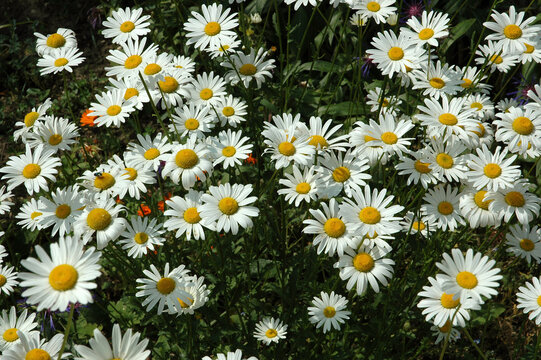 Marguerite, Chrysanthemum Maximum