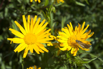 Arnica de montagne, Arnica montana, papillon