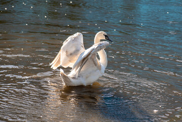 White swan on the lake. Close-up.