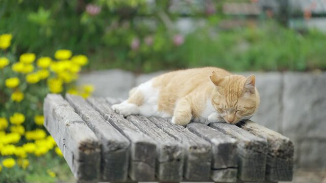 スローモーション　猫・野良猫