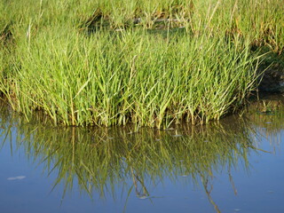 Green seagrass reflected in the water