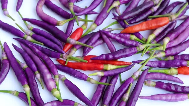 Purple chilli, Purple 'Buena Mulata' hot chili pepper on white background. Selective focus. Rotating on white background. 