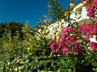 Fototapeta na wymiar Blooming bush with beautiful flowers on sunny day