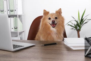 Cute Pomeranian spitz dog at table in office
