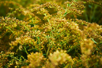 Yellow mimosa flowers background