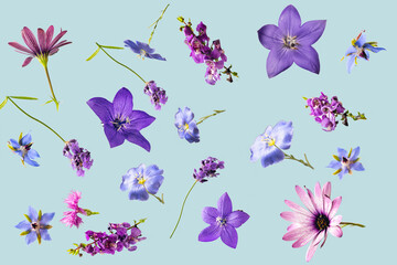 Obraz na płótnie Canvas Beautiful blue and purple flowers flying in the air against blue background. Minimal birthday or wedding concept
