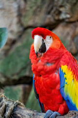 Ara macao Portrait of colorful Scarlet Macaw parrot against jungle background, zoo mexico