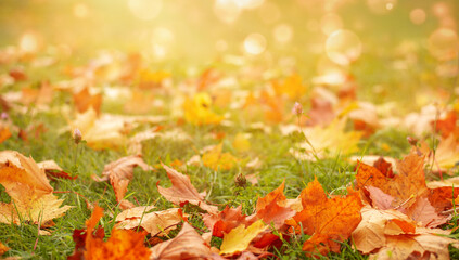 Beautiful autumn background with maple leaves