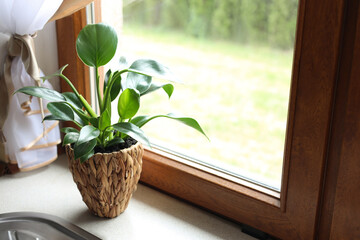 Beautiful houseplant with bright green leaves in pot on kitchen countertop near window. Space for text