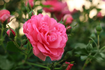 Closeup view of beautiful blooming rose bush outdoors on summer day
