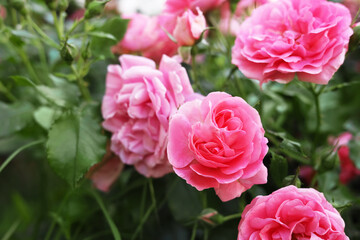 Closeup view of beautiful blooming rose bush outdoors on summer day