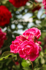 Closeup view of beautiful blooming rose bush outdoors on sunny day. Space for text