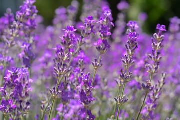 Beautiful blooming lavender in field, closeup view