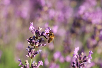 Closeup view of beautiful lavender with bee in field on sunny day