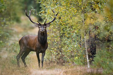 Red deer in forest (Cervus elaphus) Stag