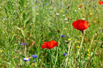 Beautiful blooming red poppy flowers in meadow on sunny day