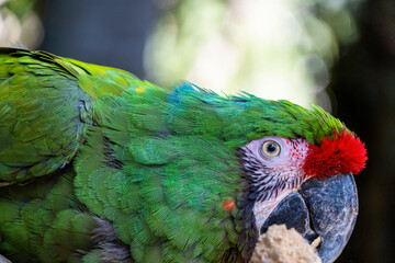 Amazona viridigenalis, a portrait red-fronted parrot, posing and biting, beautiful bird with green and red plumage, mexico