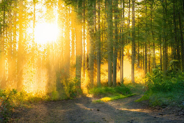 Fototapeta premium Magical sunset in the forest.