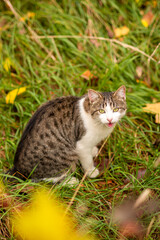 Naklejka na ściany i meble A cat in an autumn park with its mouth open . The cat calls the owner