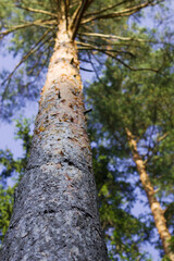 vertical image with pine tree in the forest in sunny day as a wild nature background