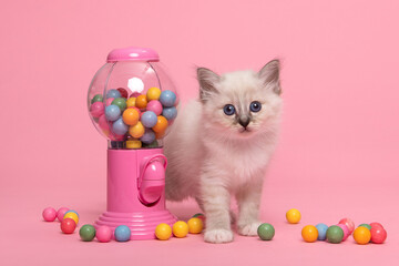 Cute holy burmese kitten standing between colorful chewing gum balls