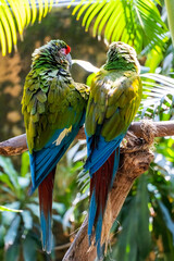 Amazona viridigenalis, a portrait red-fronted parrot, posing and biting, beautiful bird with green and red plumage, mexico