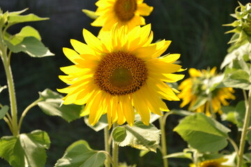sunflowers in the field