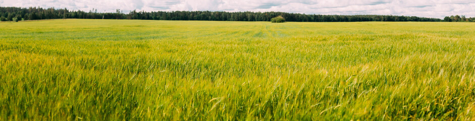 Panoramic view of Green Wheat Barley Field. Concept Of Abundance Of Crops Harvest. Beautiful Rural Landscape. spring season. Skyline.