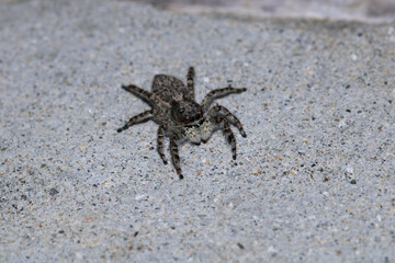 little jumping spider macro photo