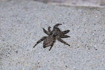 little jumping spider macro photo