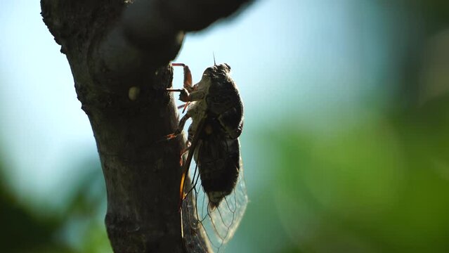 A cicada sits on a fig tree on summer, closeup shot. Singing loudly to call the female. Intense buzzing of cicadas. Cicada Lyristes plebejus. Selective focus