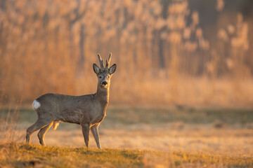 Roebuck - buck (Capreolus capreolus) Roe deer - goat