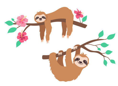 Cute sleeping and Hanging sloth on branch of tree with leaves and tropical flowers. Vector illustration in flat style.