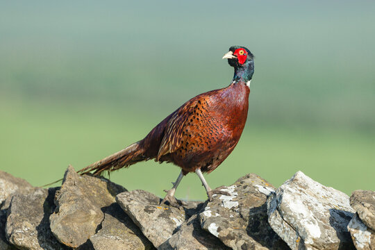 Close-up of a colourful male, ring-necked pheasant strutting along a drystone wall and looking backwards. Clean background. Scientific name: Phasianus colchicus.  Horizontal.  Copy space.