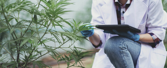 Portrait of scientist checking and analizing hemp plants, The doctor is researching marijuana....