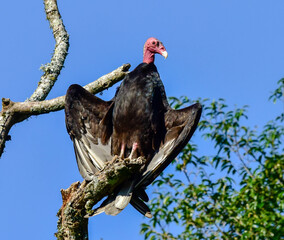 vulture on a tree