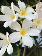 Fototapeta na wymiar White flowers of a tree outdoors
