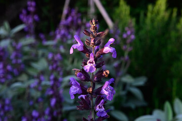 bumblebee on a flower