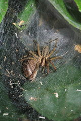 agelena labyrinthica spider macro photo