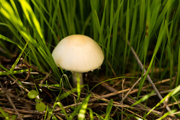 White mushroom on the meadow. Close up of a uncultivated mushroom between grass blades.
