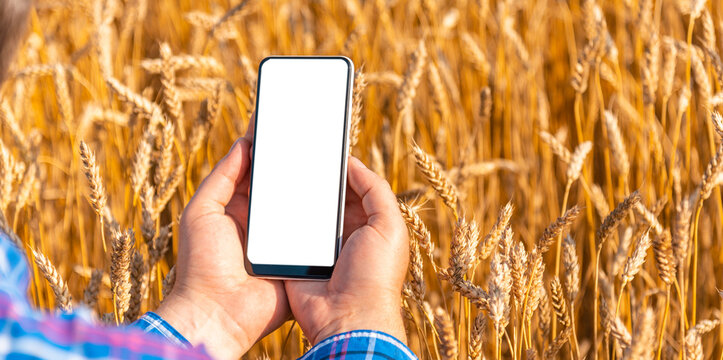 Mockup image.Male farmer standing in wheat field and using mobile phone,selective focus.Closeup.Banner.