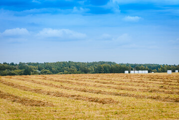 Fototapeta premium Agricultural farming rural landscape with yellow fields blue cloudy sky in Europe.Summer day.