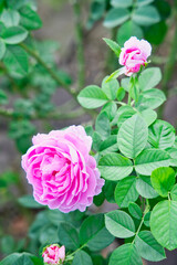 バラ　ピンク　オールドローズ