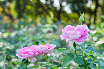 バラ　ピンク　オールドローズ