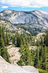 View at pine trees at Yosemite