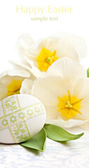 white easter egg on a background of white springs tulips