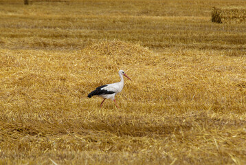 Obraz na płótnie Canvas stork in the field